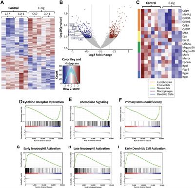 Chronic E Cigarette Aerosol Inhalation Alters the Immune Frontiers